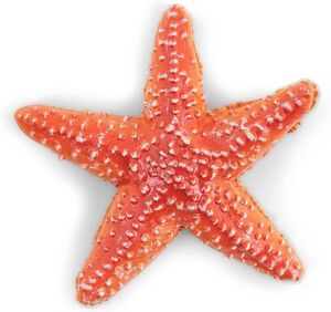 Papo - Estrella de Mar